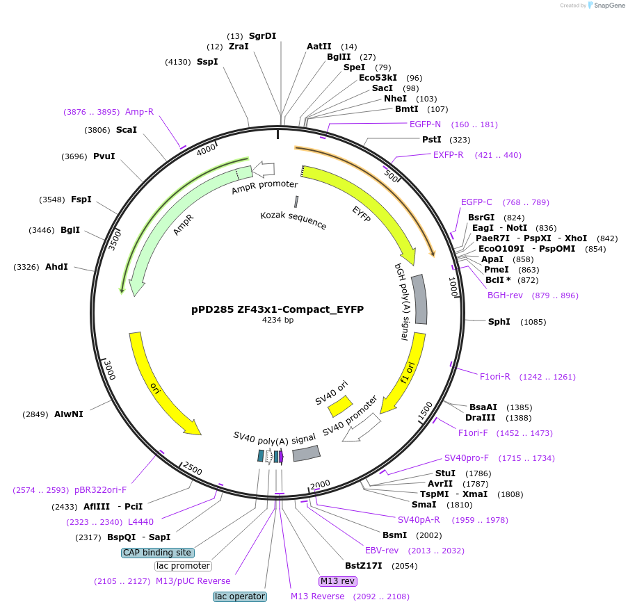 138896-plasmid-map-sequence-id-323931