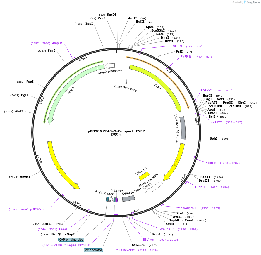 138897-plasmid-map-sequence-id-323932