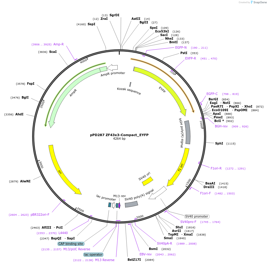 138898-plasmid-map-sequence-id-323933