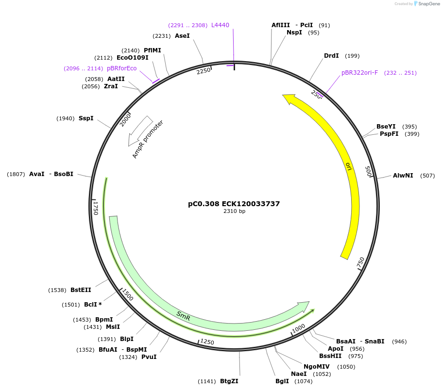 162360-plasmid-map-sequence-id-323944