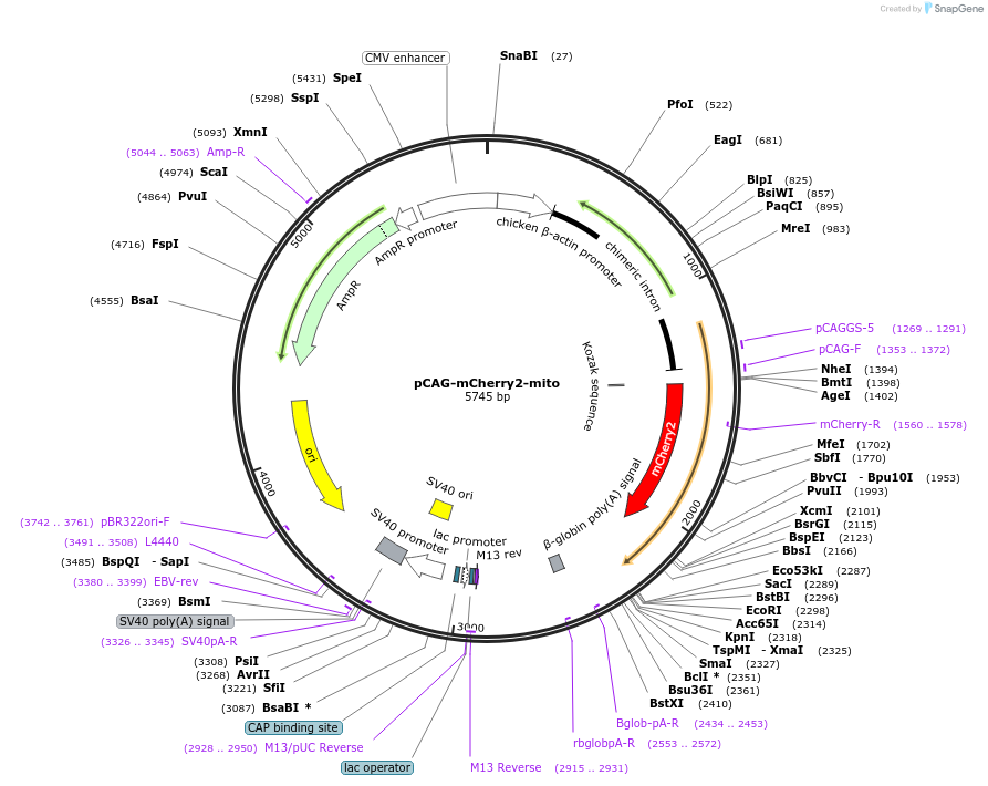 164164-plasmid-map-sequence-id-323958