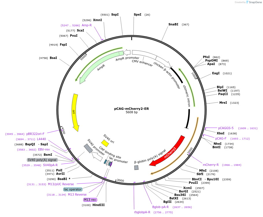 164166-plasmid-map-sequence-id-323961