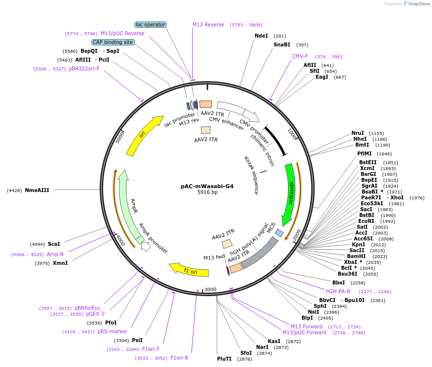 164168-plasmid-map-sequence-id-323963