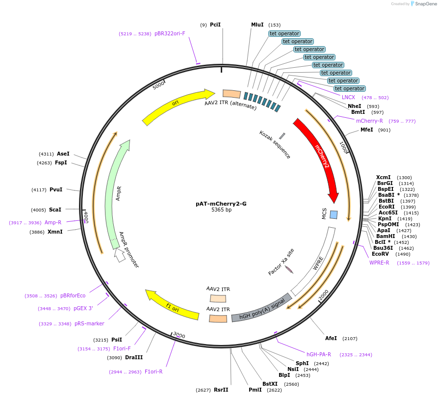 164169-plasmid-map-sequence-id-323964