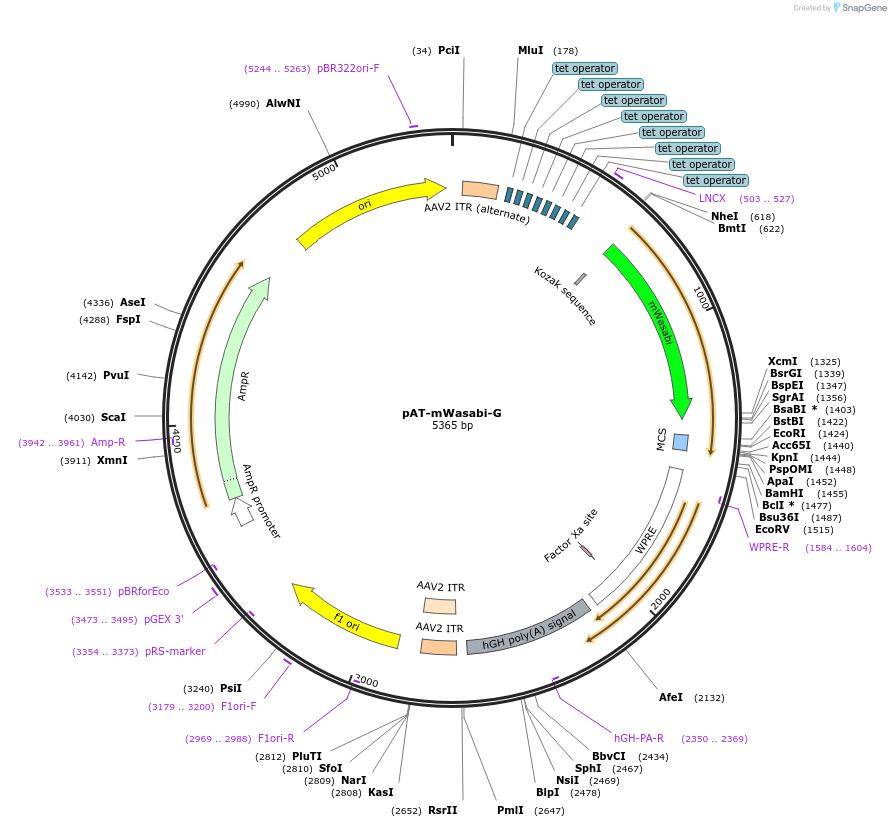 164170-plasmid-map-sequence-id-323965