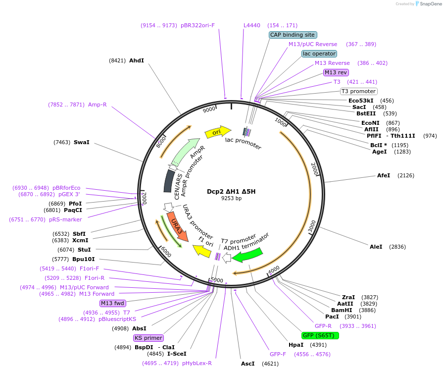 163582-plasmid-map-sequence-id-323976