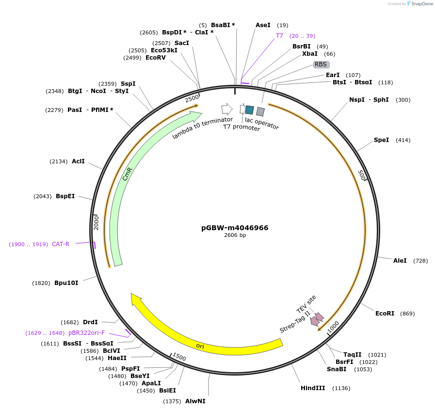 145733-plasmid-map-sequence-id-323977
