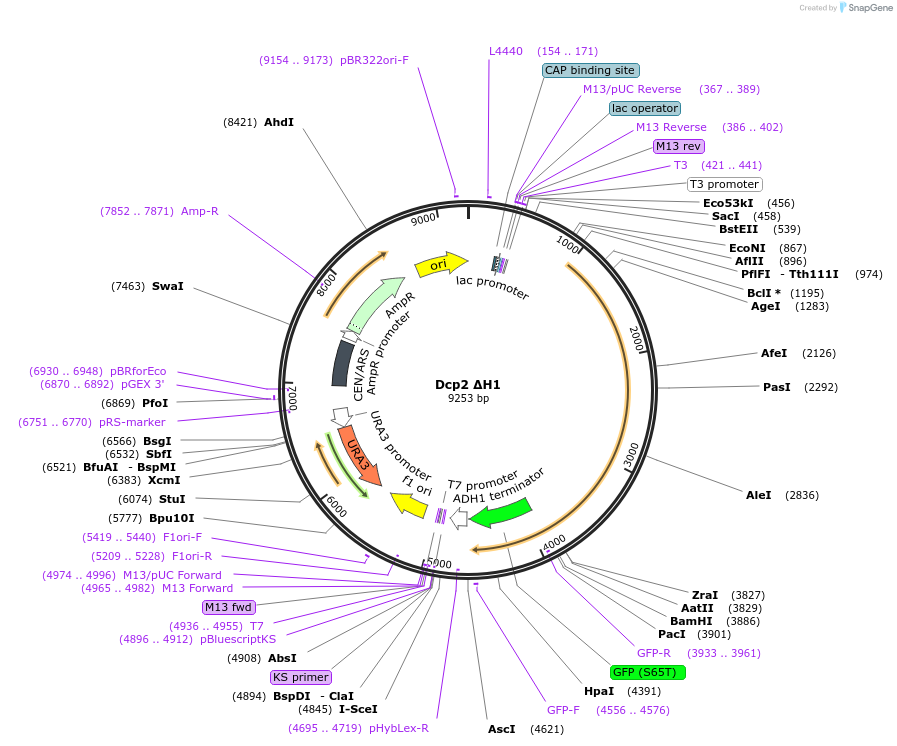 163576-plasmid-map-sequence-id-323978