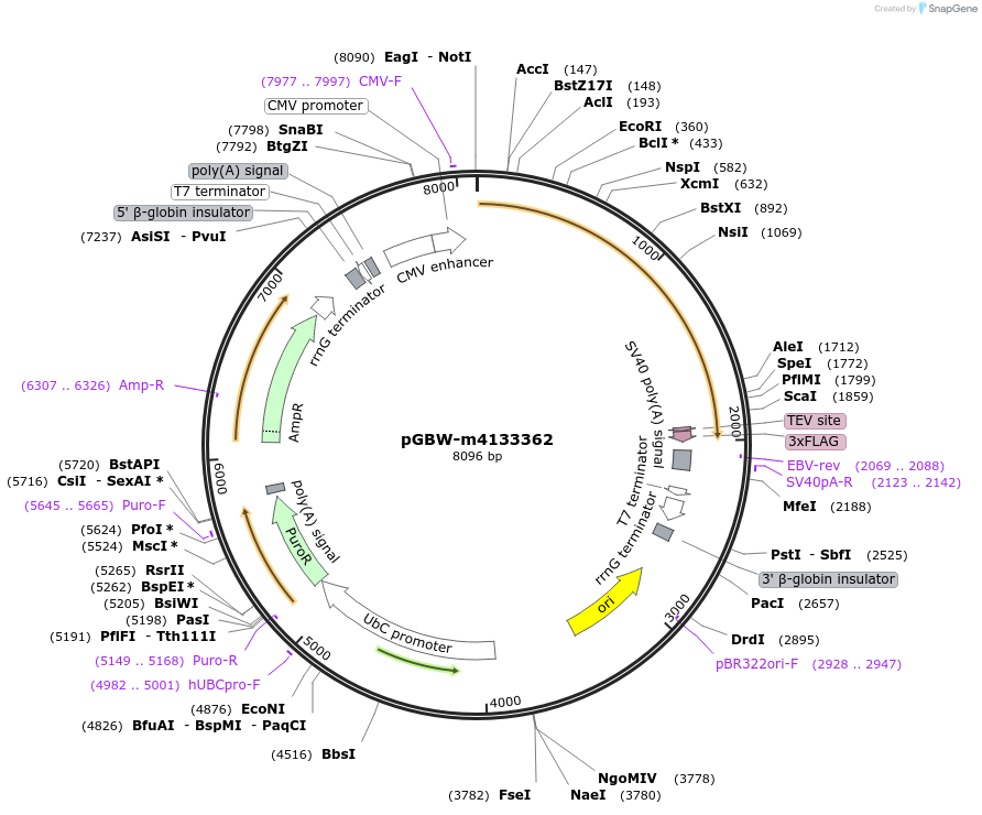 152447-plasmid-map-sequence-id-323979