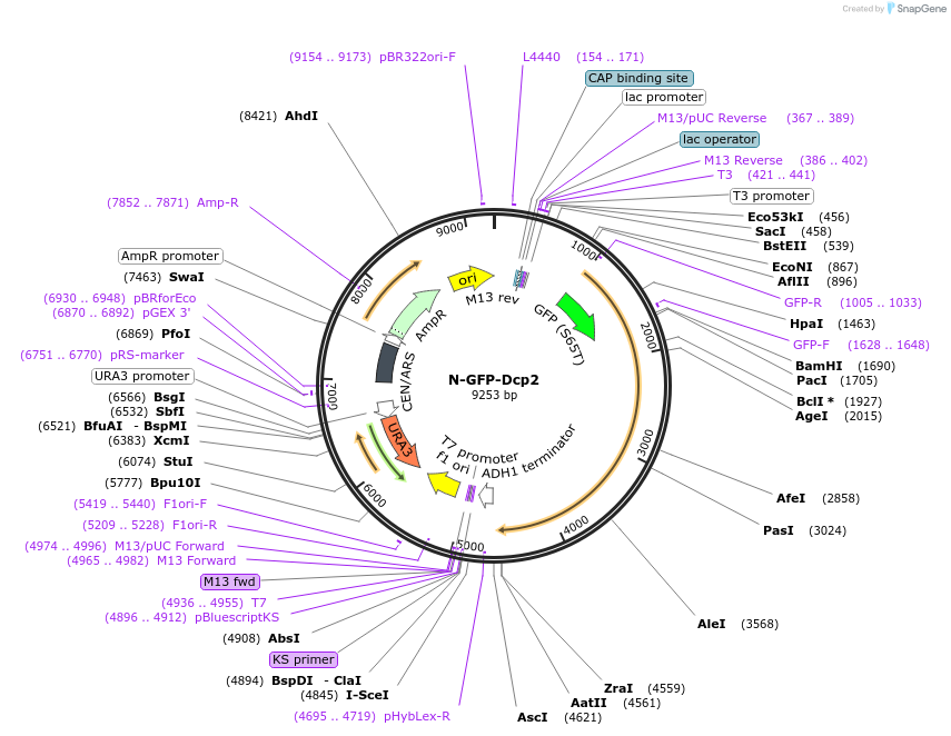 163585-plasmid-map-sequence-id-323980