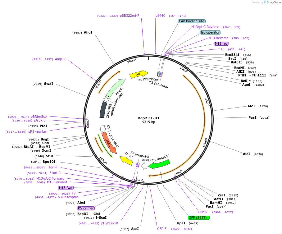 163583-plasmid-map-sequence-id-323985