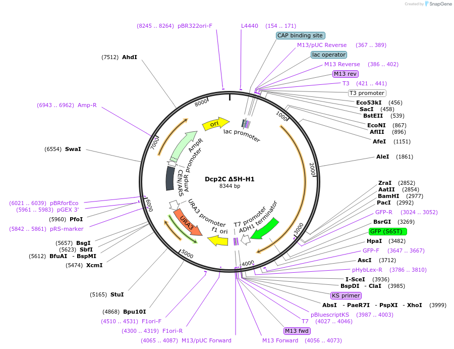 163584-plasmid-map-sequence-id-323986