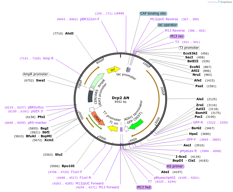 163575-plasmid-map-sequence-id-323989