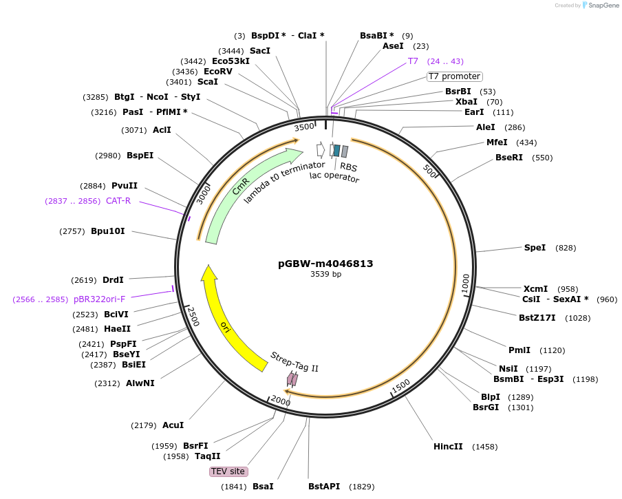 145619-plasmid-map-sequence-id-323991