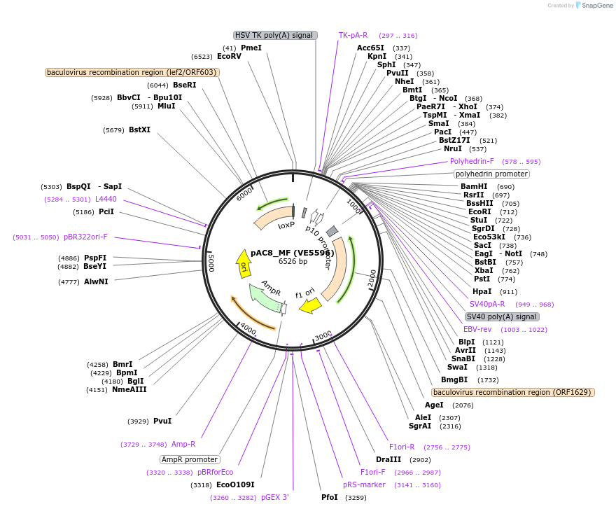 139768-plasmid-map-sequence-id-324001