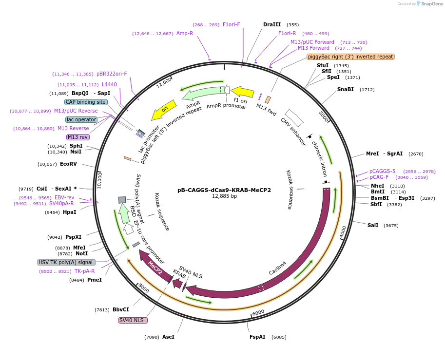 110824-plasmid-map-sequence-id-324008