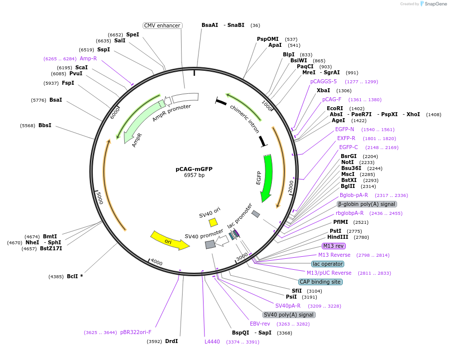 14757-plasmid-map-sequence-id-324014