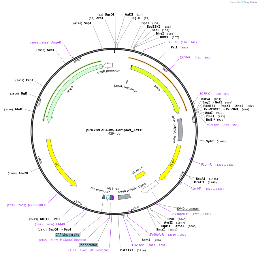 138900-plasmid-map-sequence-id-324020
