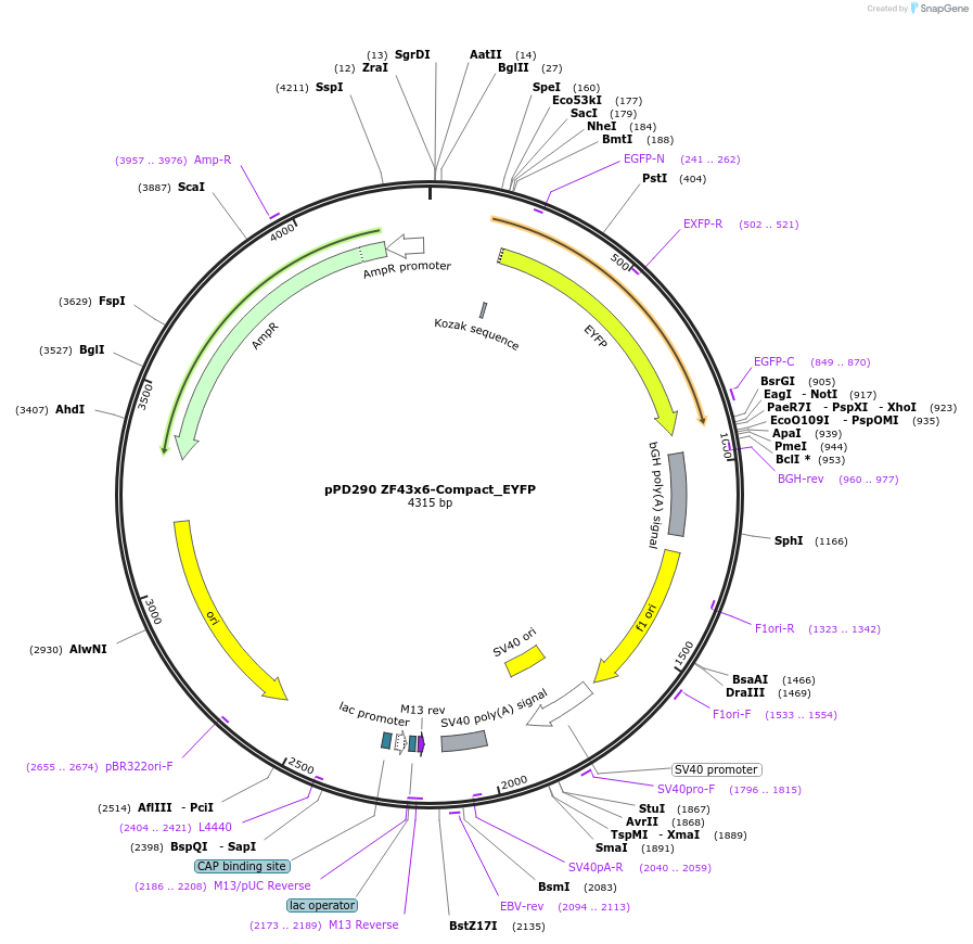 138901-plasmid-map-sequence-id-324022