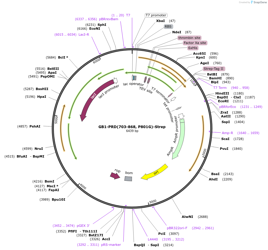 164444-plasmid-map-sequence-id-324031