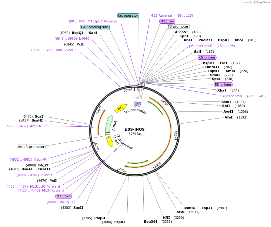 19295-plasmid-map-sequence-id-324035