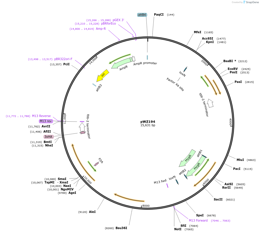163640-plasmid-map-sequence-id-324064