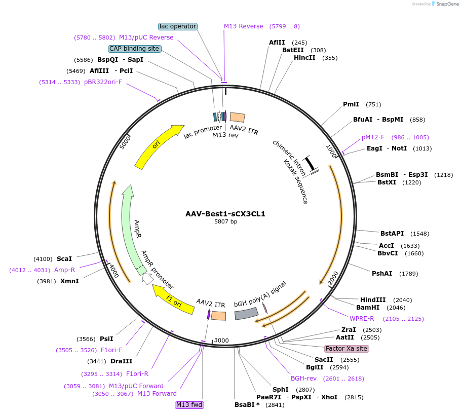 164422-plasmid-map-sequence-id-324065