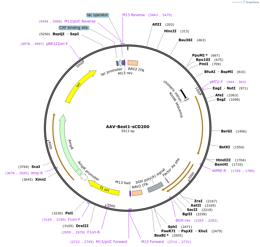 164424-plasmid-map-sequence-id-324066