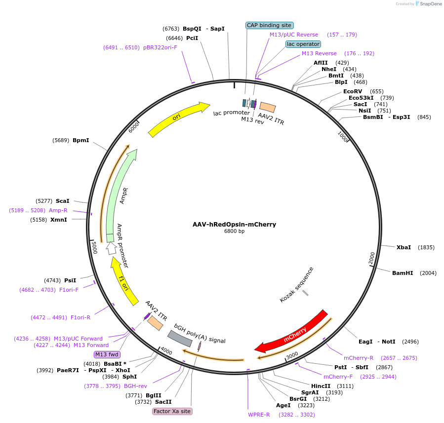 164426-plasmid-map-sequence-id-324067