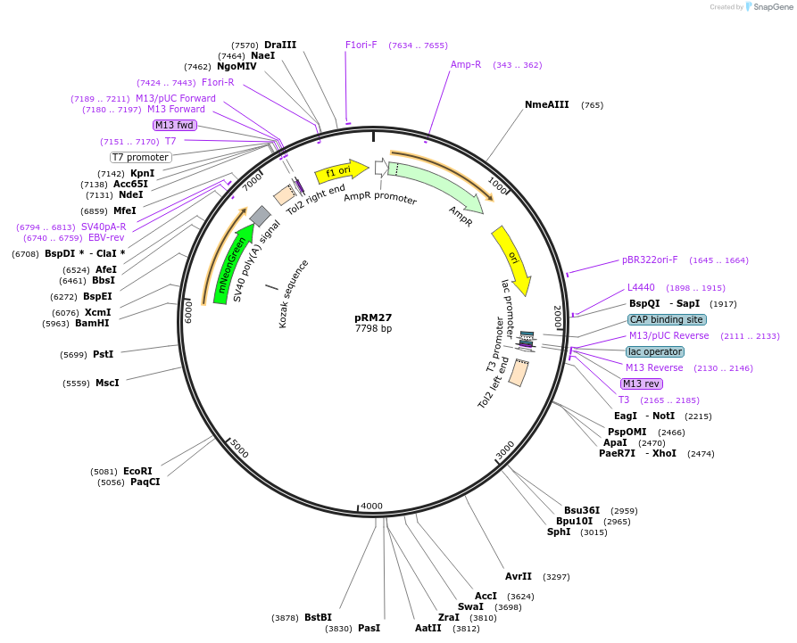 163695-plasmid-map-sequence-id-324068