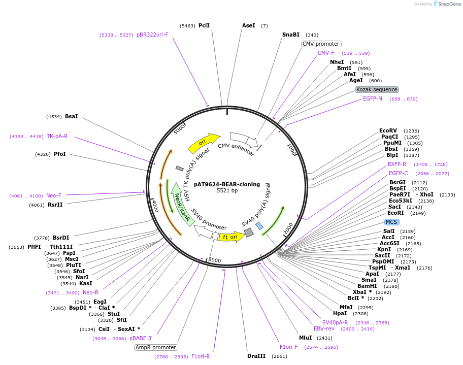 162986-plasmid-map-sequence-id-324069