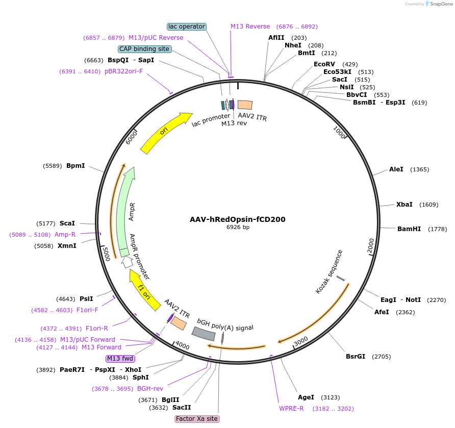 164425-plasmid-map-sequence-id-324070
