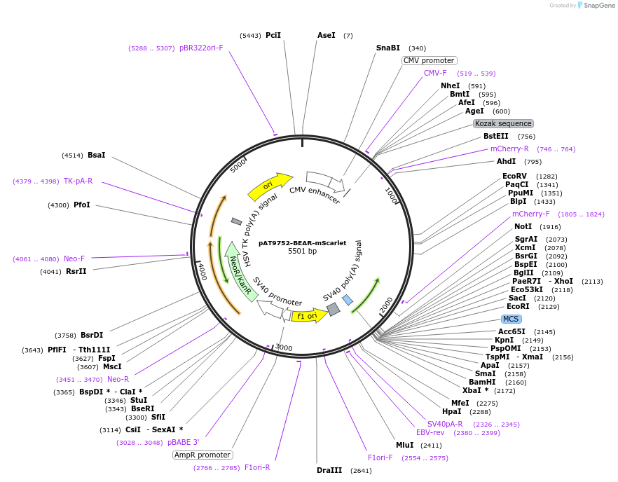162991-plasmid-map-sequence-id-324078