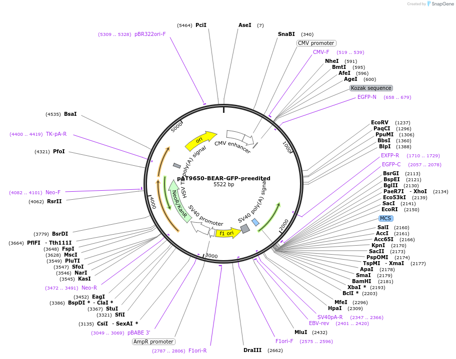 162992-plasmid-map-sequence-id-324080