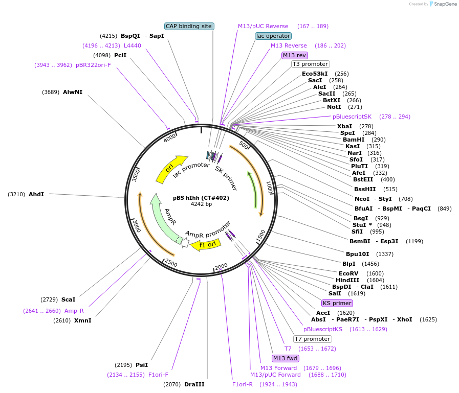 13995-plasmid-map-sequence-id-324115