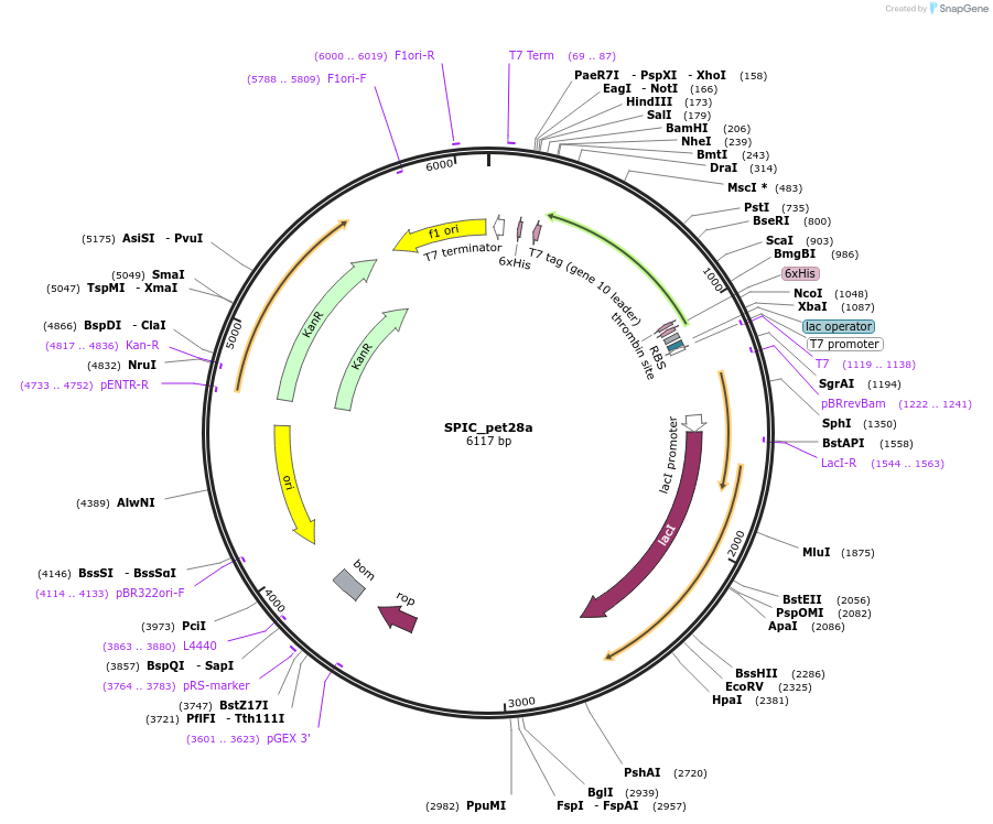 131654-plasmid-map-sequence-id-324120