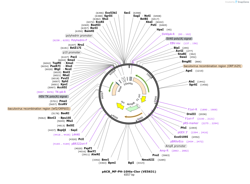 161802-plasmid-map-sequence-id-324122