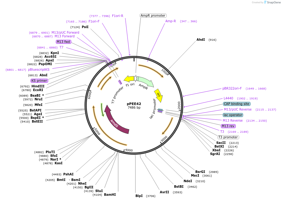 139421-plasmid-map-sequence-id-324126
