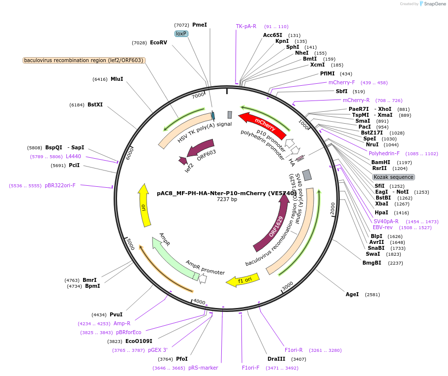 161800-plasmid-map-sequence-id-324127