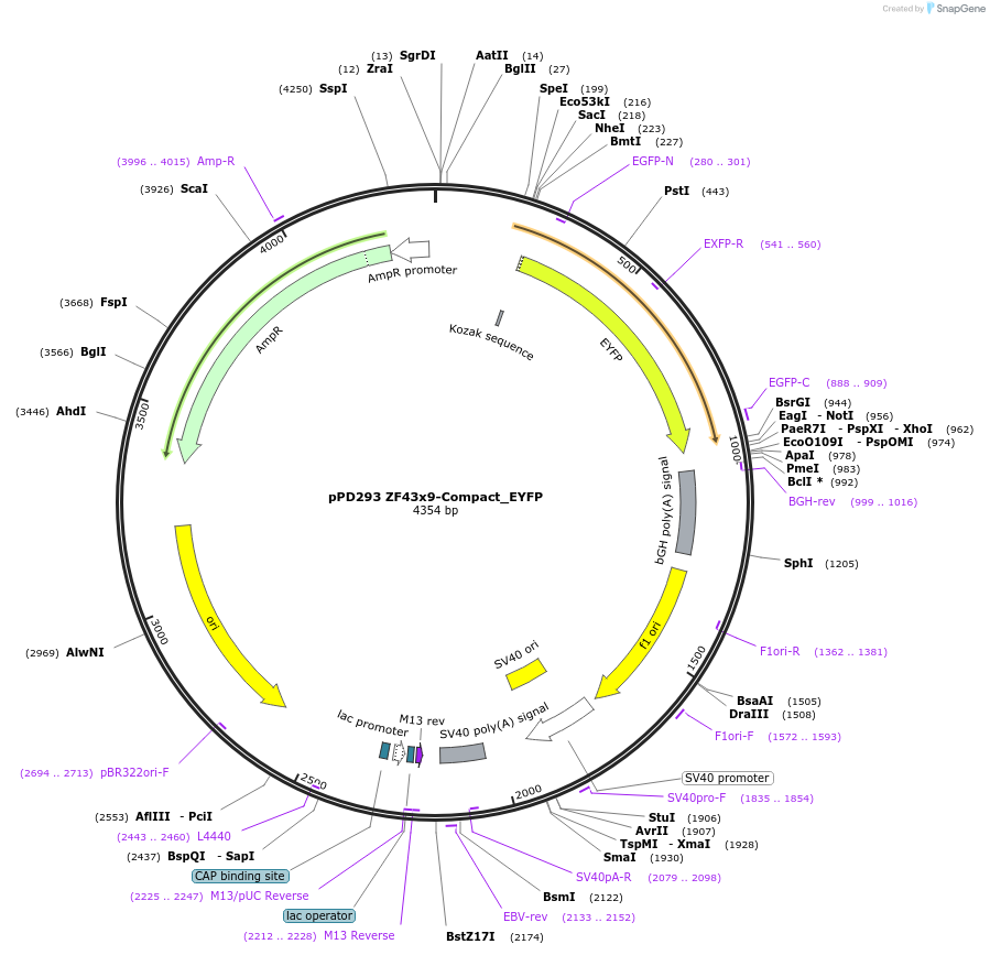 138904-plasmid-map-sequence-id-324139