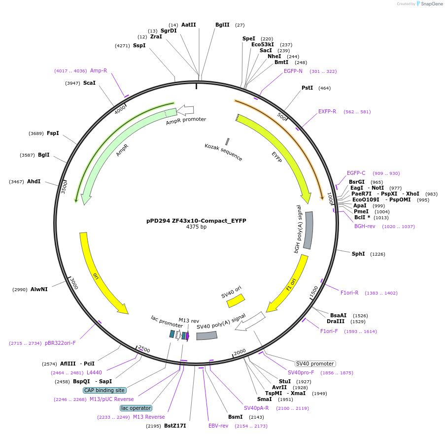 138905-plasmid-map-sequence-id-324140