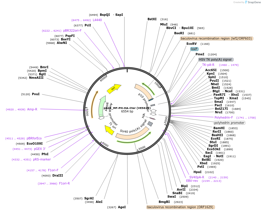 139775-plasmid-map-sequence-id-324156