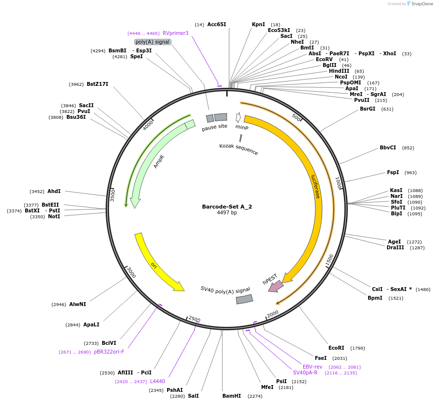 163511-plasmid-map-sequence-id-324162
