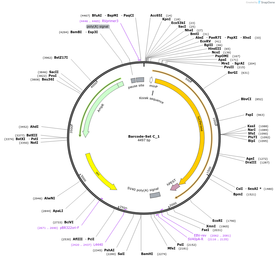 163514-plasmid-map-sequence-id-324166