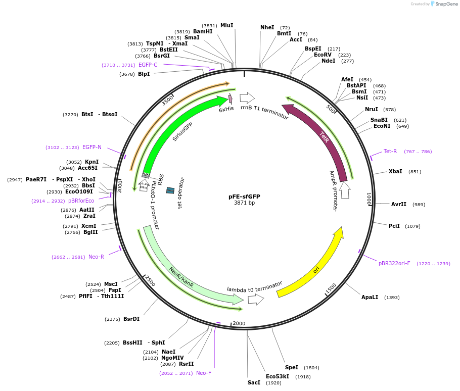 162688-plasmid-map-sequence-id-324171