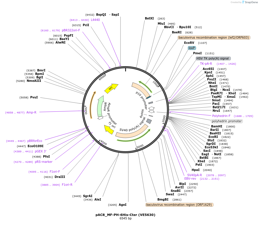 139777-plasmid-map-sequence-id-324174