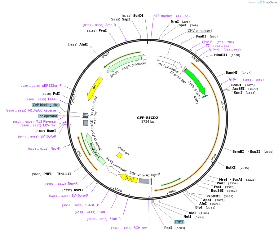164626-plasmid-map-sequence-id-324181