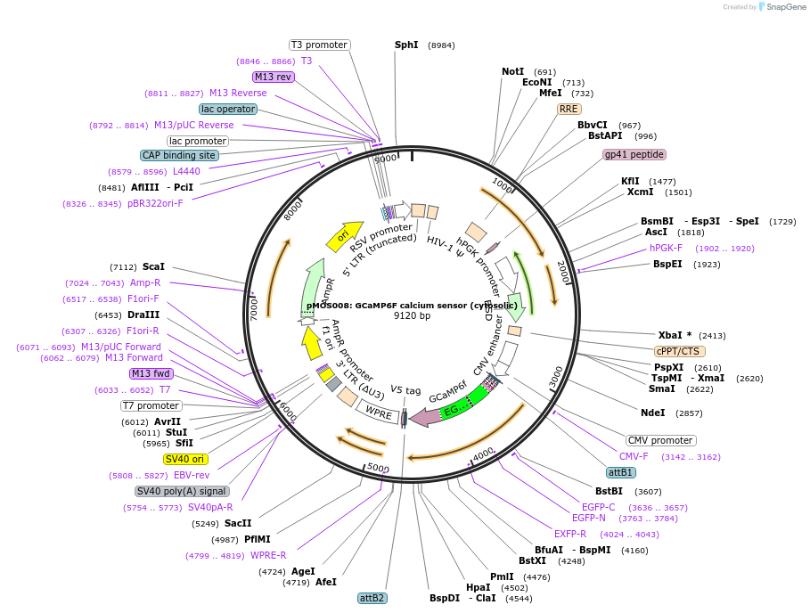 163045-plasmid-map-sequence-id-324182