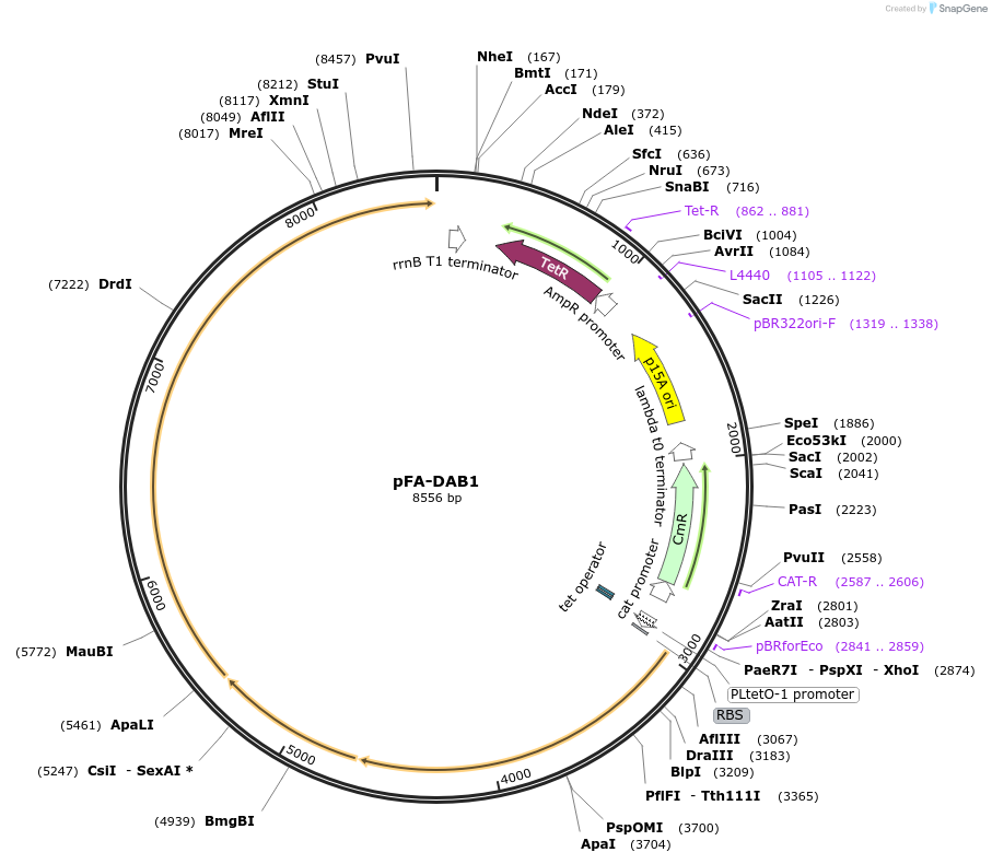 162691-plasmid-map-sequence-id-324188