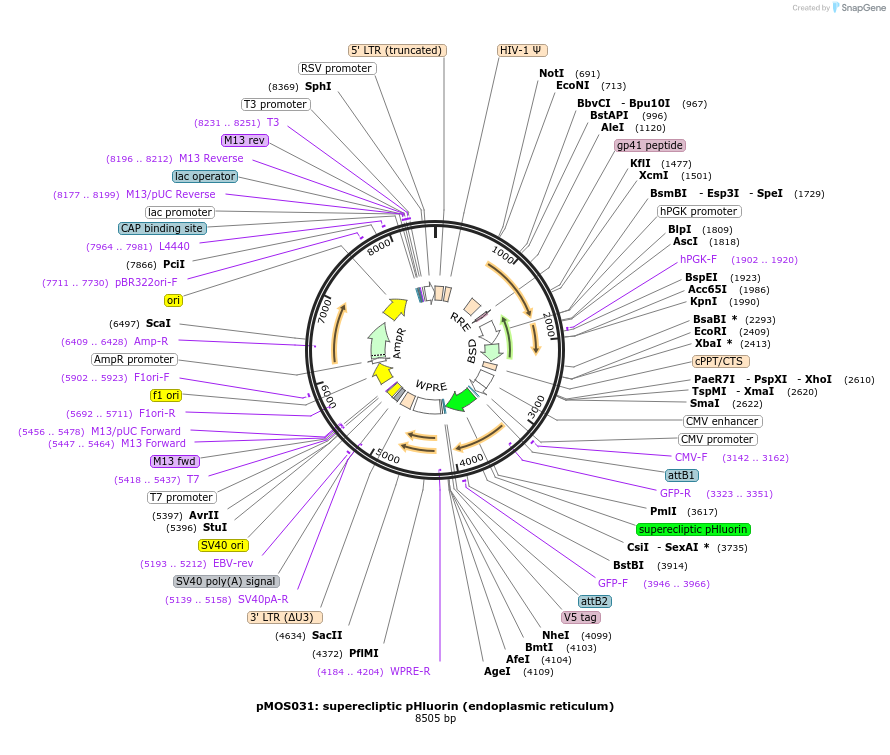 163051-plasmid-map-sequence-id-324190